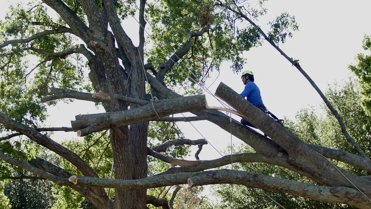 Professional Hazardous Tree Removal performed by certified arborists in Teller