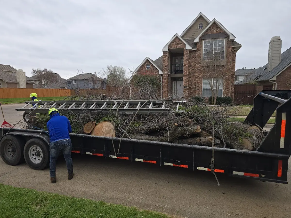 Expert Tree Removal with proper safety equipment in Teller